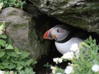 Puffin, Skellig Michael, County Kerry